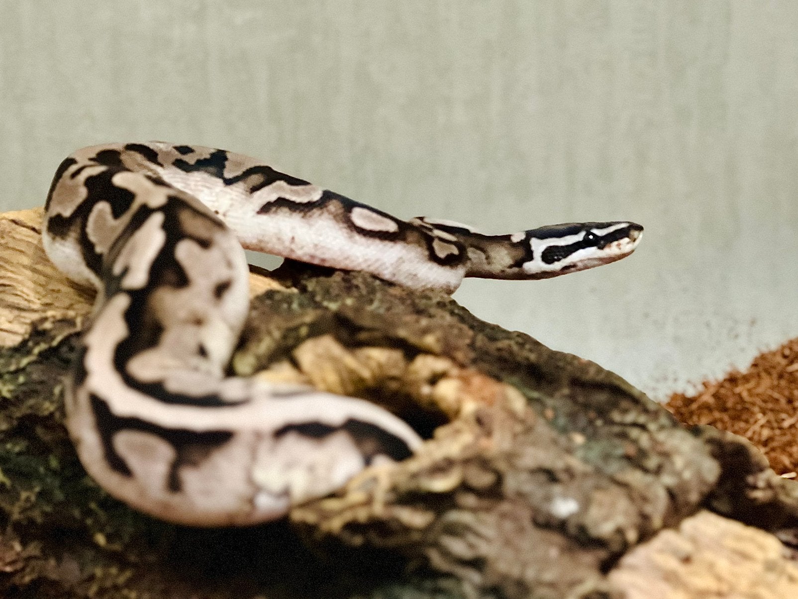 Python regius te koop 0.1, Slang, 0 tot 2 jaar
