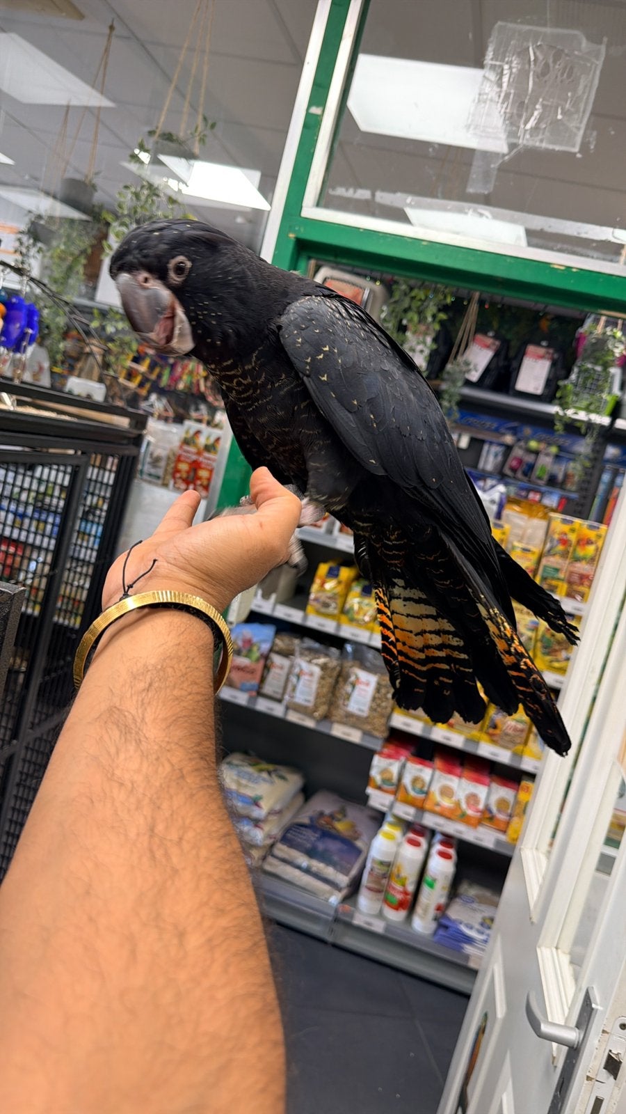 Tam zwarteroodstaart kaketoe, Meerdere dieren, Papegaai, Pratend