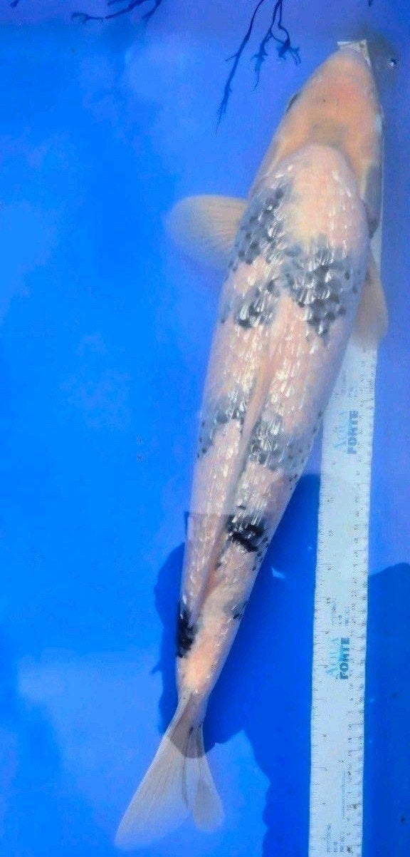 Koi Shiro Utsuri, Karper of Koi