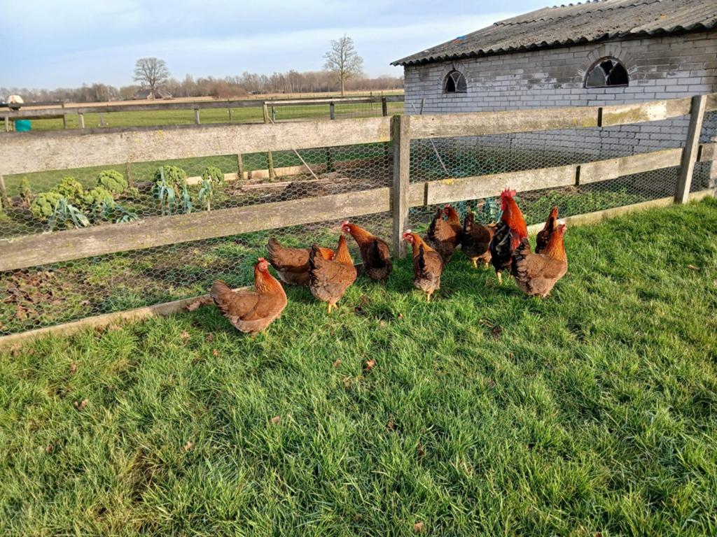Welsumer groot broedeieren, Dieren en Toebehoren, Pluimvee, Geslacht onbekend, Kip