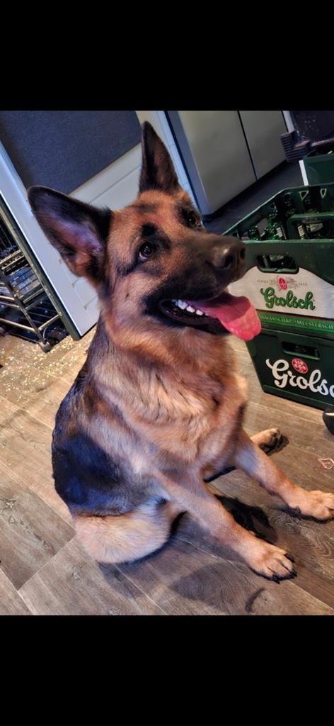 Lieve oud duitse herder van 3.5 jaar, Dieren en Toebehoren, Honden | Herdershonden en Veedrijvers, Parvo, Teef, Eén hond, 3 tot 5 jaar