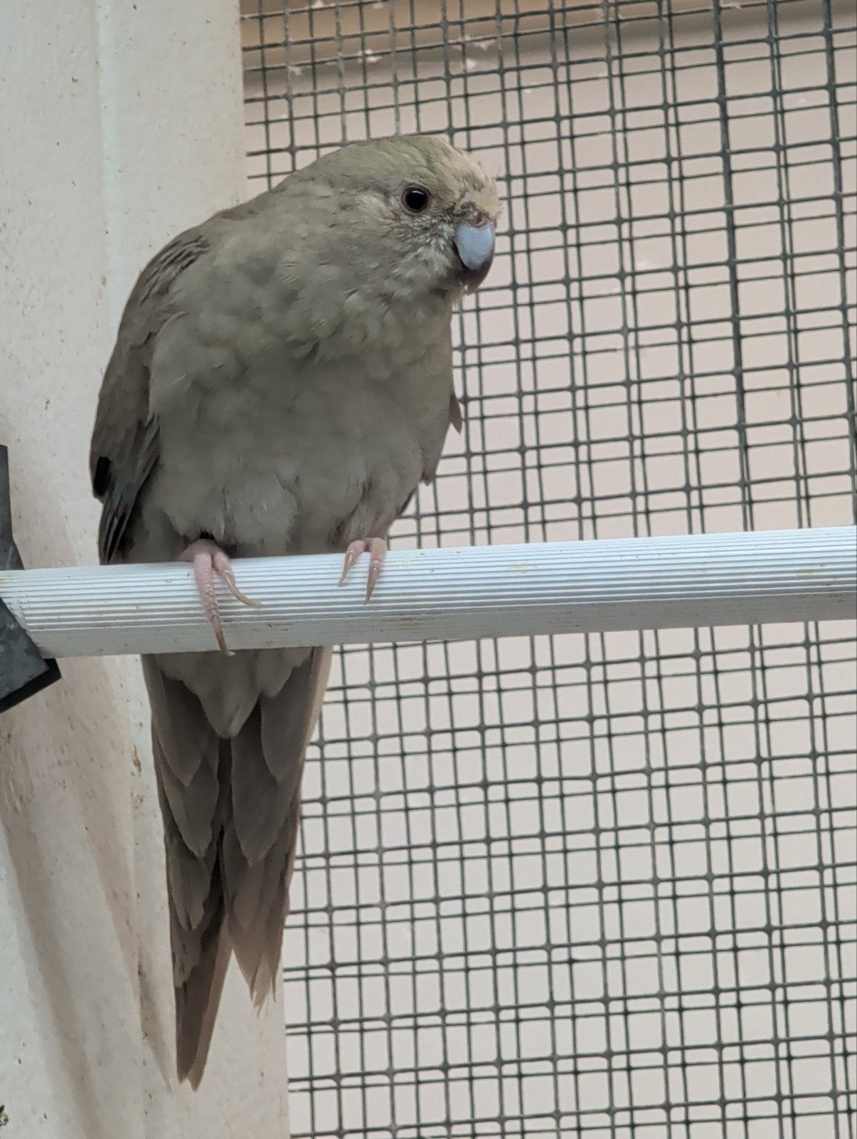kakarikie pop mutatie, Dieren en Toebehoren, Vogels | Parkieten en Papegaaien, Vrouwelijk, Parkiet, Geringd