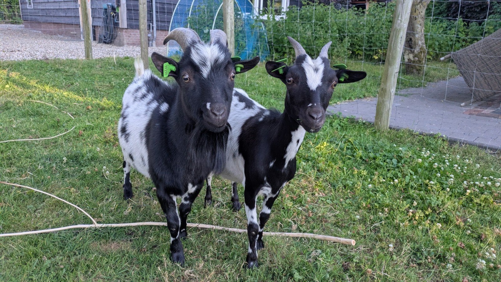koppeltje dwergeiten - 1 jaar - ubn, Dieren en Toebehoren, Meerdere dieren, Geit, 0 tot 2 jaar