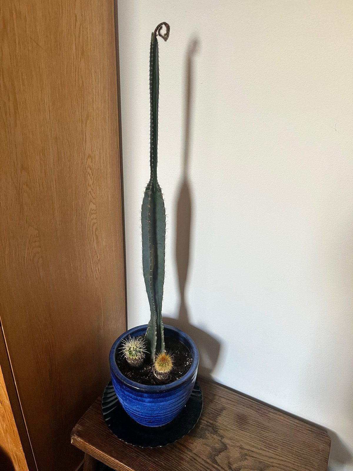 Grote cactus met twee kleine cactussen met pot, Ophalen, 100 tot 150 cm, In pot, Cactus