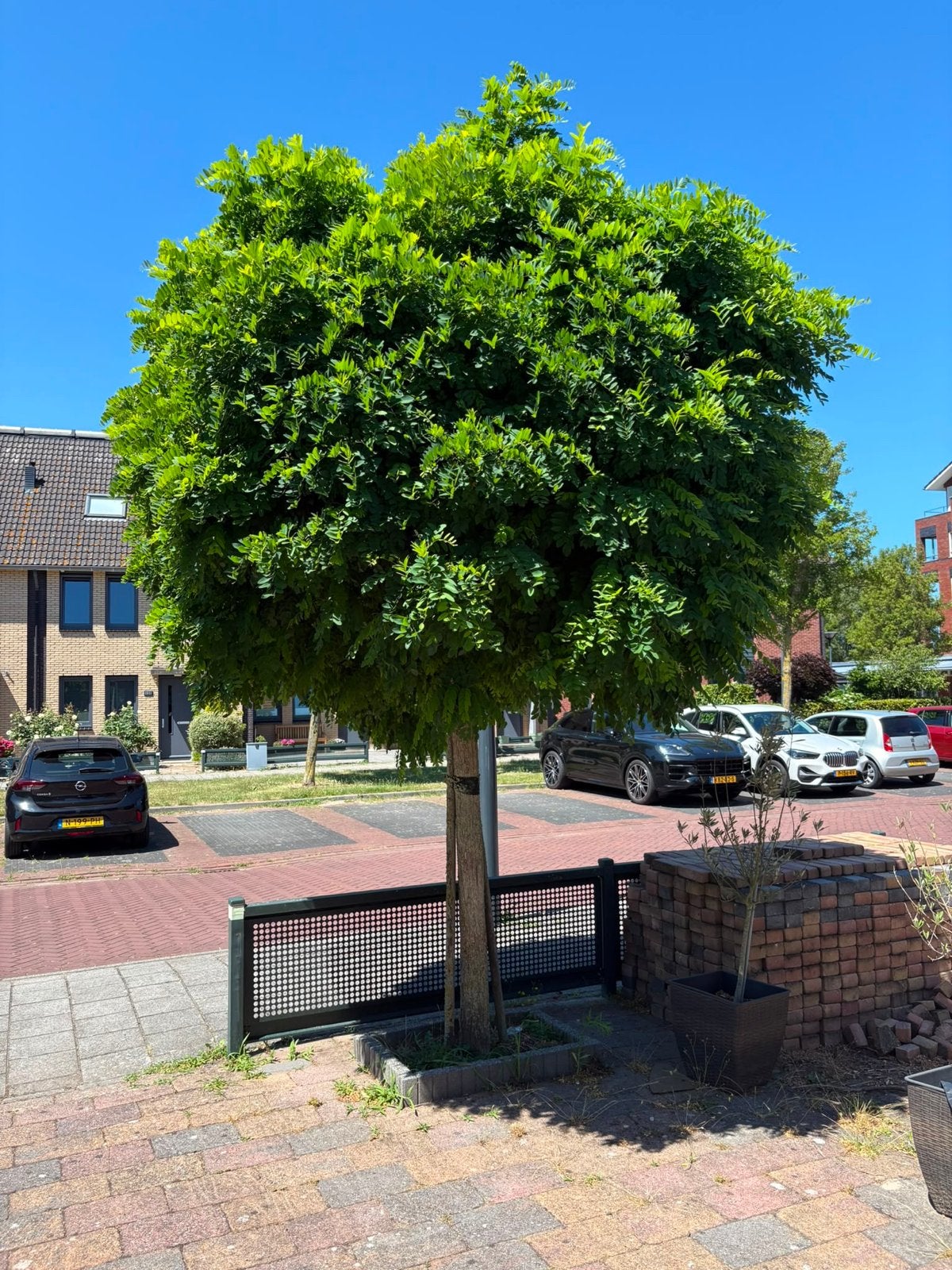 Bol acacia ca 3m - Zelf eruit halen, Tuin en Terras, Planten | Bomen, Lente, 250 tot 400 cm, Ophalen, Volle zon