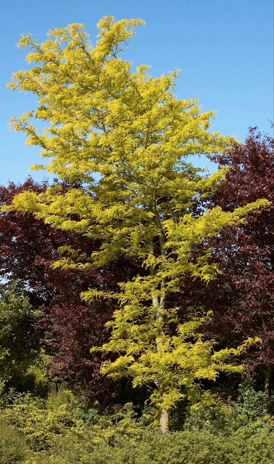Gleditsia Sunburst - Gele Acacia boom - Valse Christusdoorn, Tuin en Terras, Planten | Bomen, Ophalen, Volle zon, Overige soorten