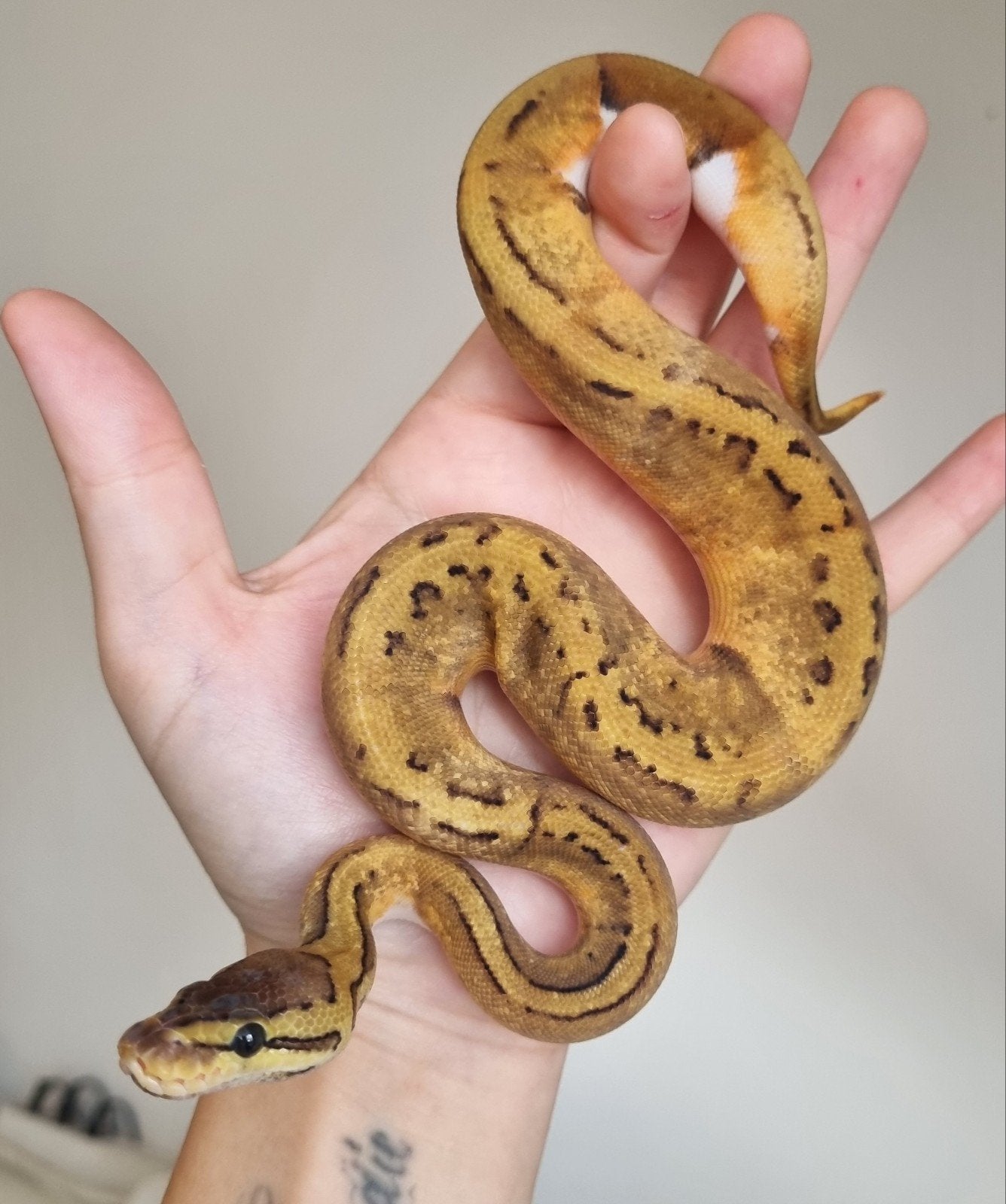0.1 enchi pinstripe piebald koningspython python regius Ball Python photo 2