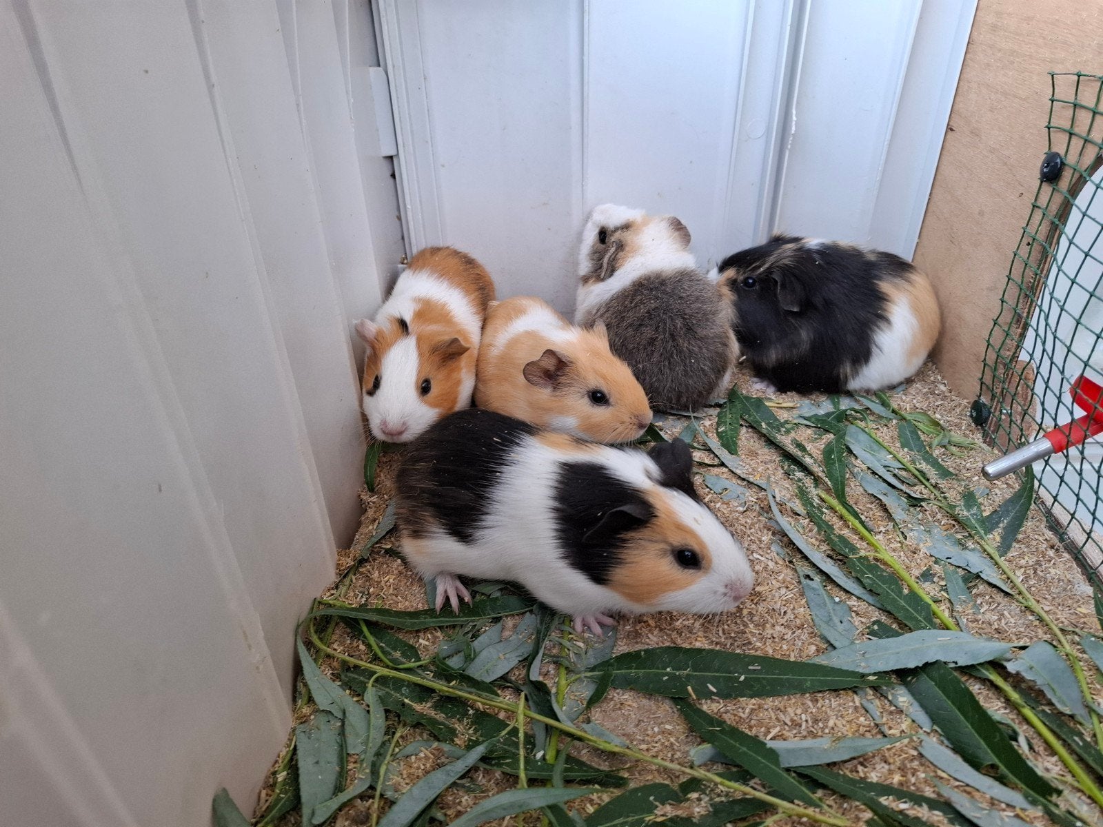 baby cavia's. 5 mannetjes, Dieren en Toebehoren, Knaagdieren, Cavia, Juli, Meerdere dieren, Tam