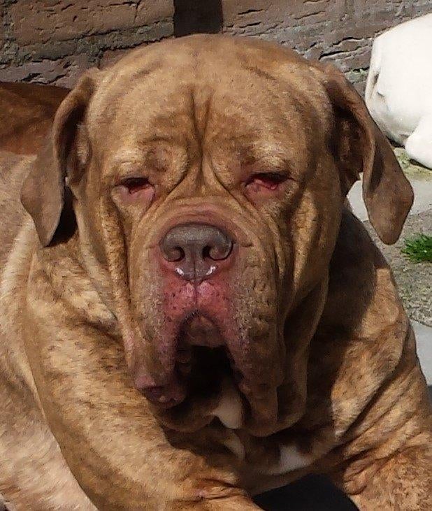Puppy gezocht, Dieren en Toebehoren, Honden | Niet-rashonden, 8 tot 15 weken, Teef, Groot, Eén hond