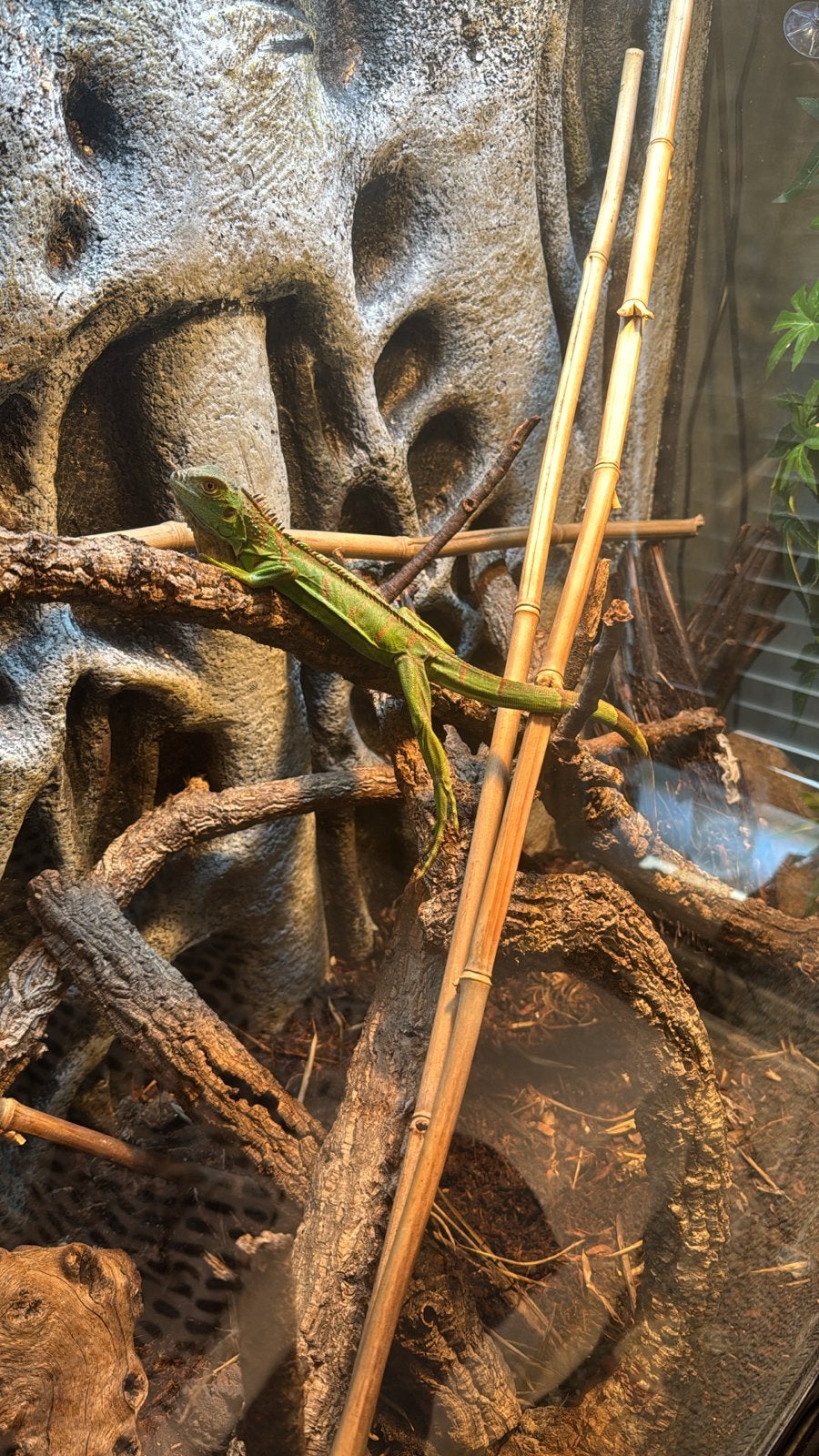 Leguaan spoed weg, Dieren en Toebehoren, Reptielen en Amfibieën