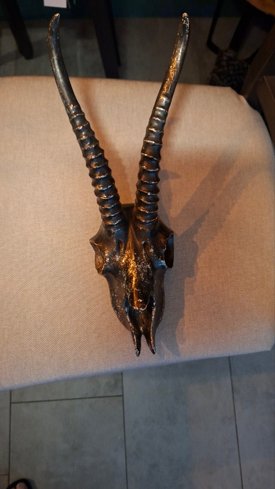 Skull Springbok met mooi geribbelde hoorn's, Ophalen, Zo goed als nieuw, 12 cm, 34 cm