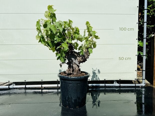 Druivenboom - Op oude stam - stamomvang 25 - 30 cm, 100 tot 250 cm, Zomer, Volle zon, In pot