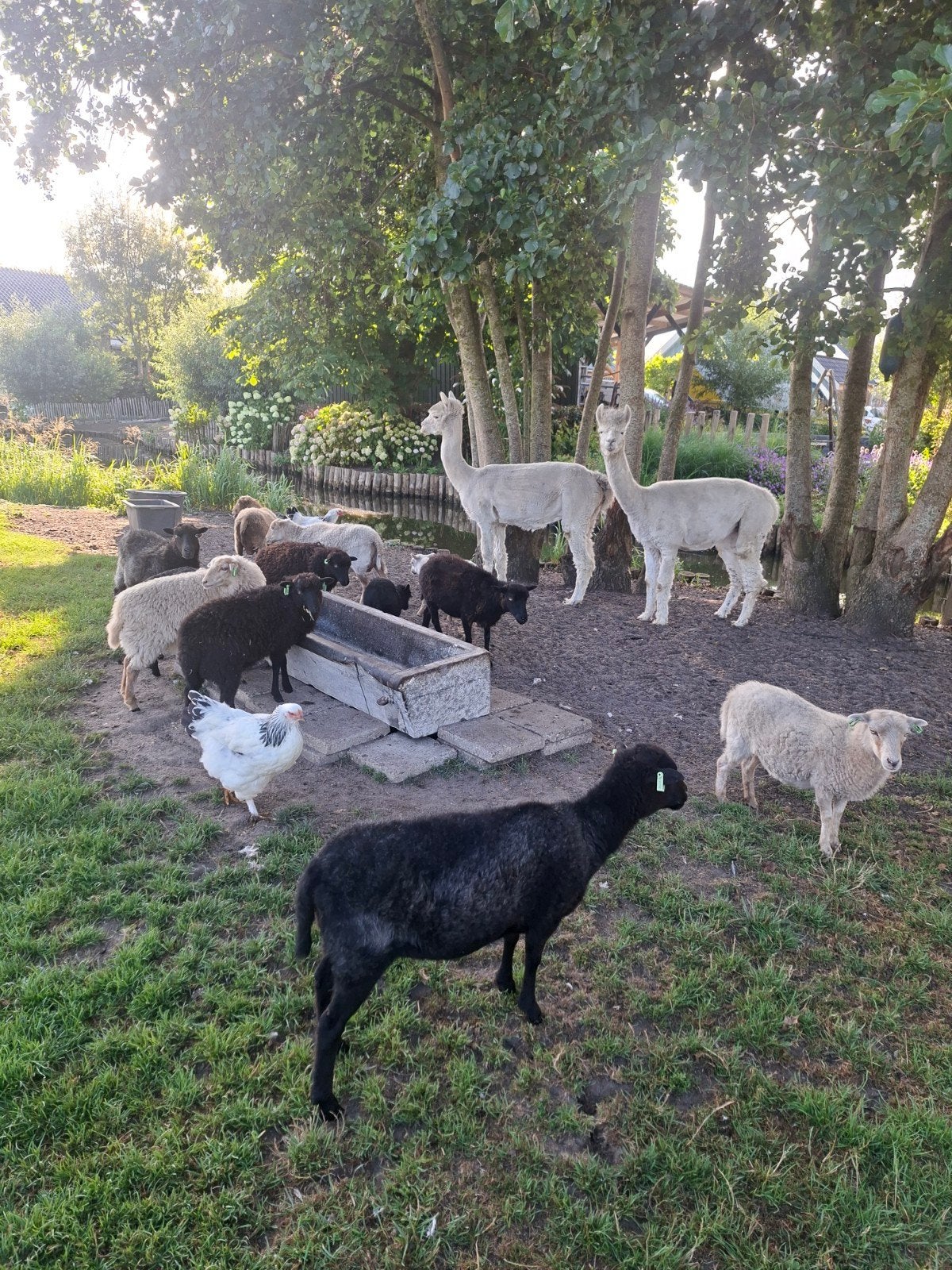 ouessant schapen, Dieren en Toebehoren, Meerdere dieren, Schaap