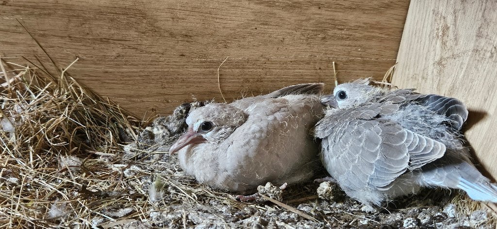 Meerdere Tortelduiven, Meerdere dieren, Tortelduif