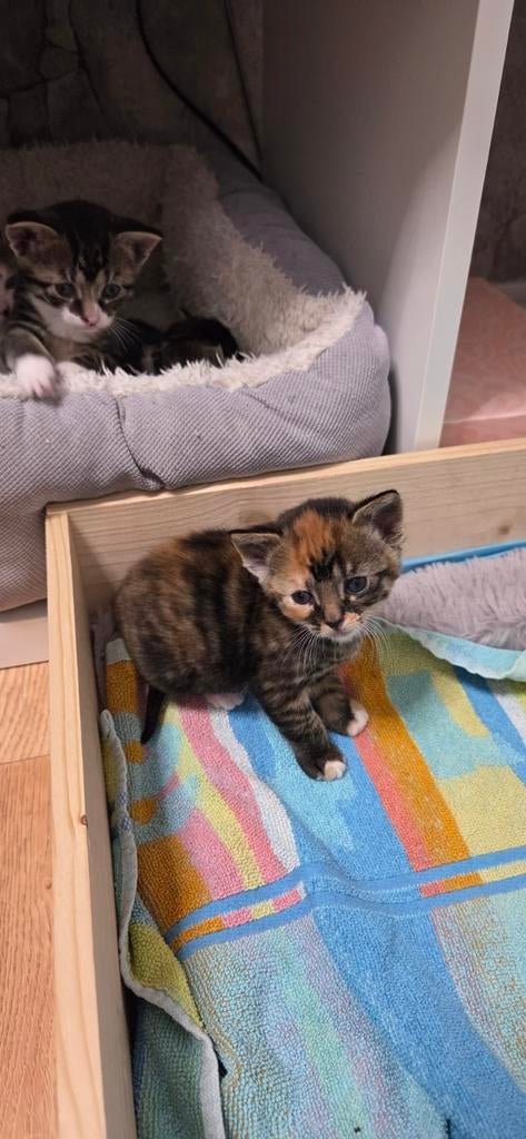 Kittens, Dieren en Toebehoren, Katten en Kittens | Raskatten | Korthaar
