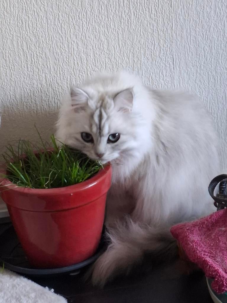 Brits langhaar, Dieren en Toebehoren, Kater