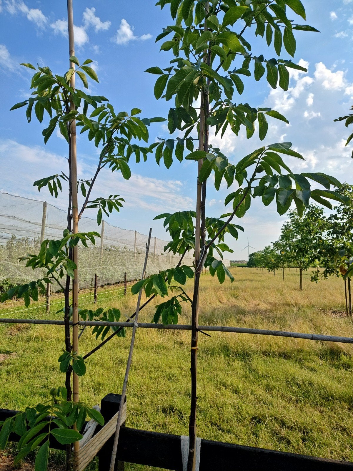 Broadview walnoot bomen, Overige soorten, Lente, 250 tot 400 cm, Ophalen