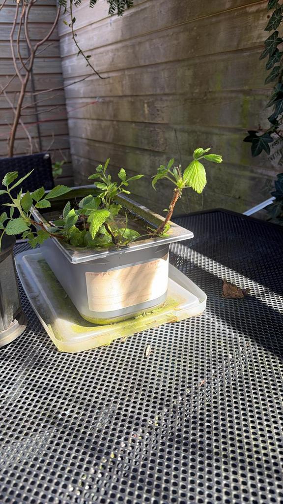 Gratis frambozenzaailing, Tuin en Terras, Bloembollen en Zaden, Ophalen, Volle zon