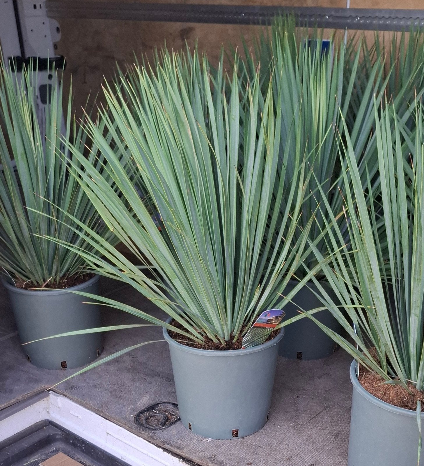yucca rostrata palmsoort winterhard., Tuin en Terras, 100 tot 250 cm, Zomer, Palmboom, Ophalen