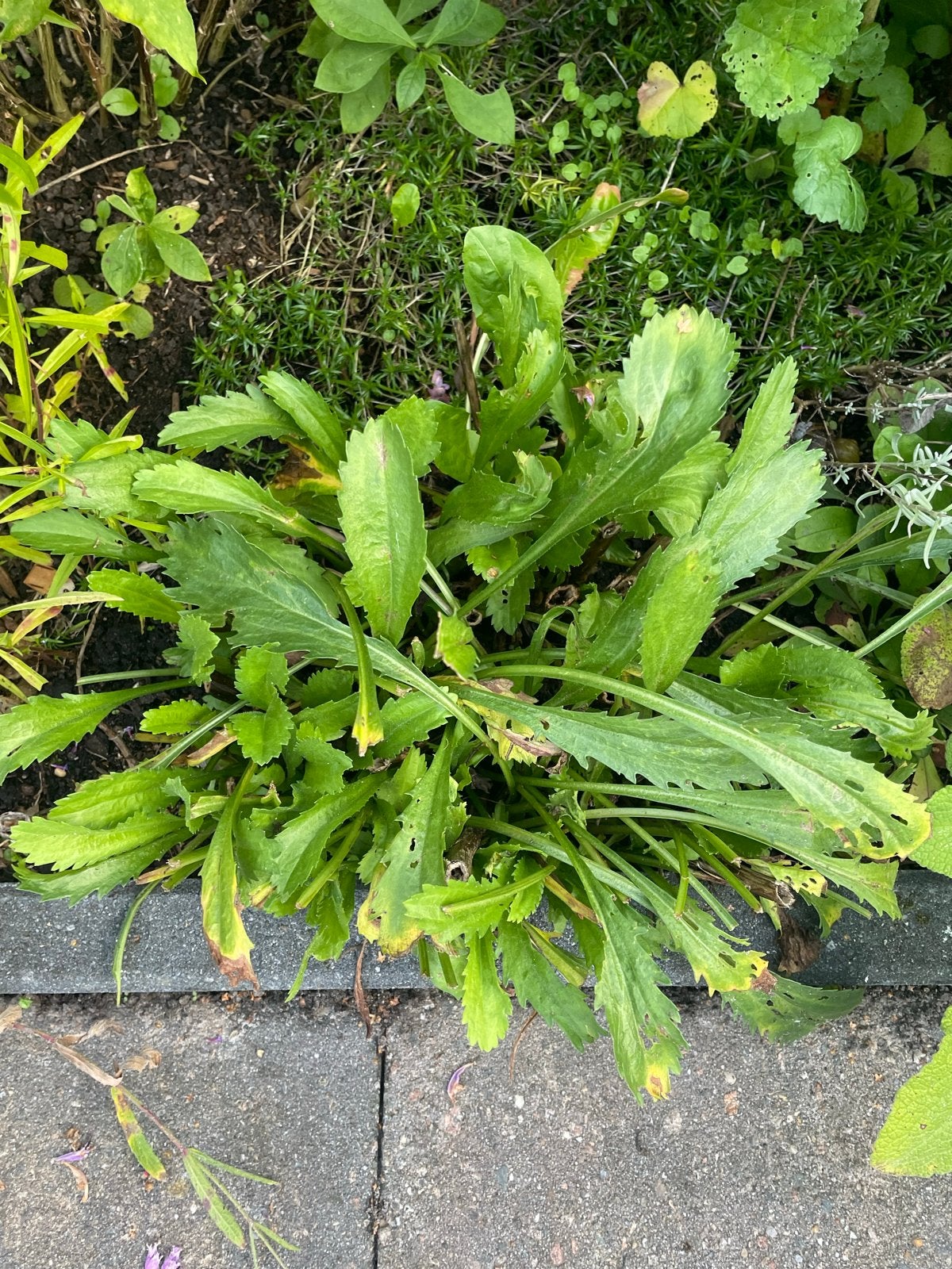 Vaste plant witte Margriet - Leucanthemum, Volle zon, Vaste plant, Zomer, Ophalen