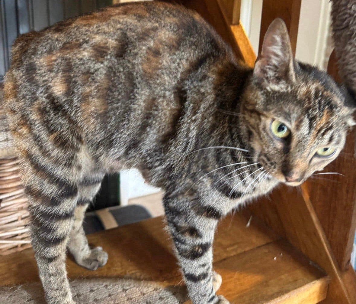 Lieve toyger kruising poes, Poes, Ontwormd, 0 tot 2 jaar