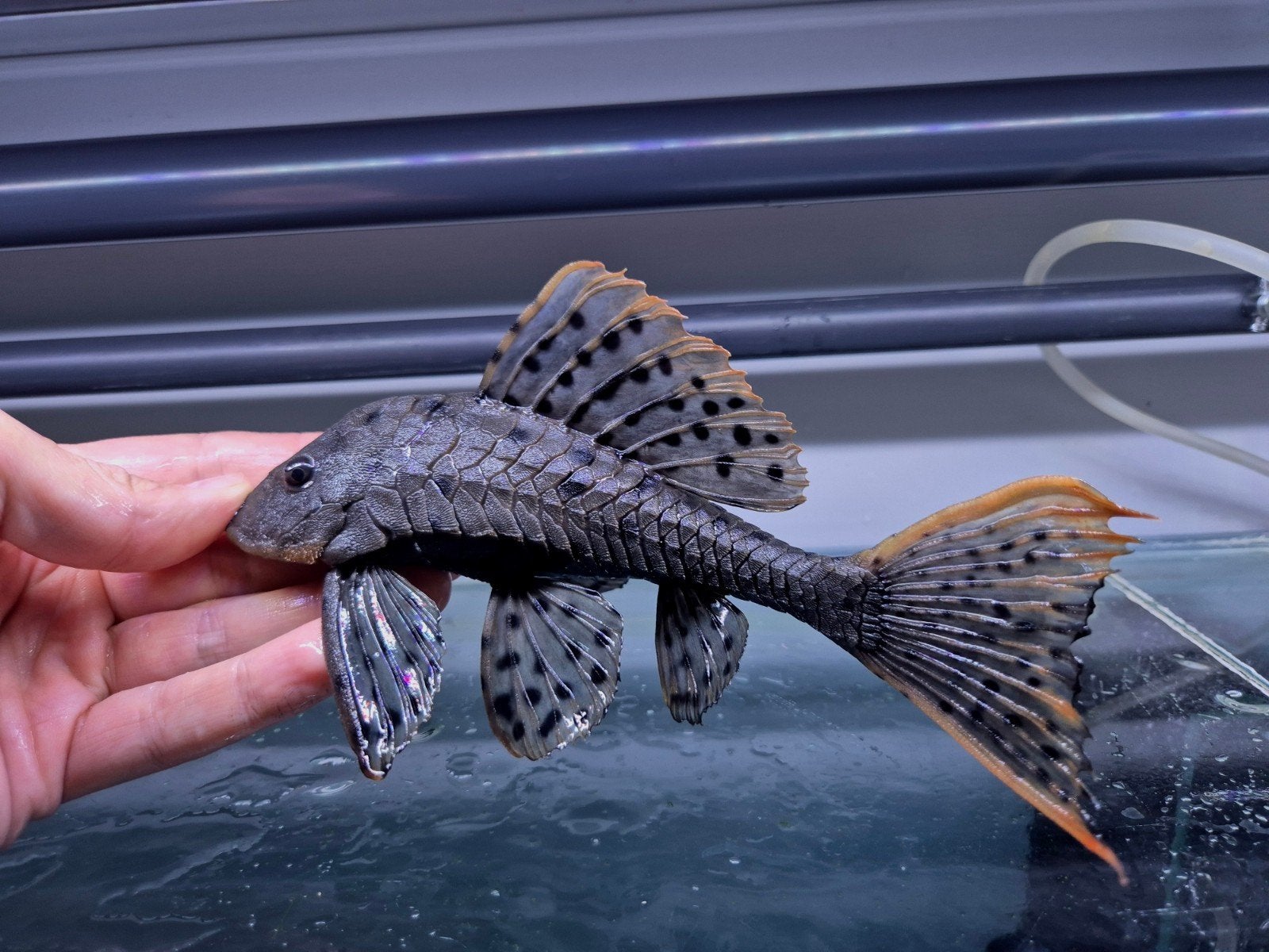 L095 Orange check pleco, Dieren en Toebehoren, Vis, Zoetwatervis
