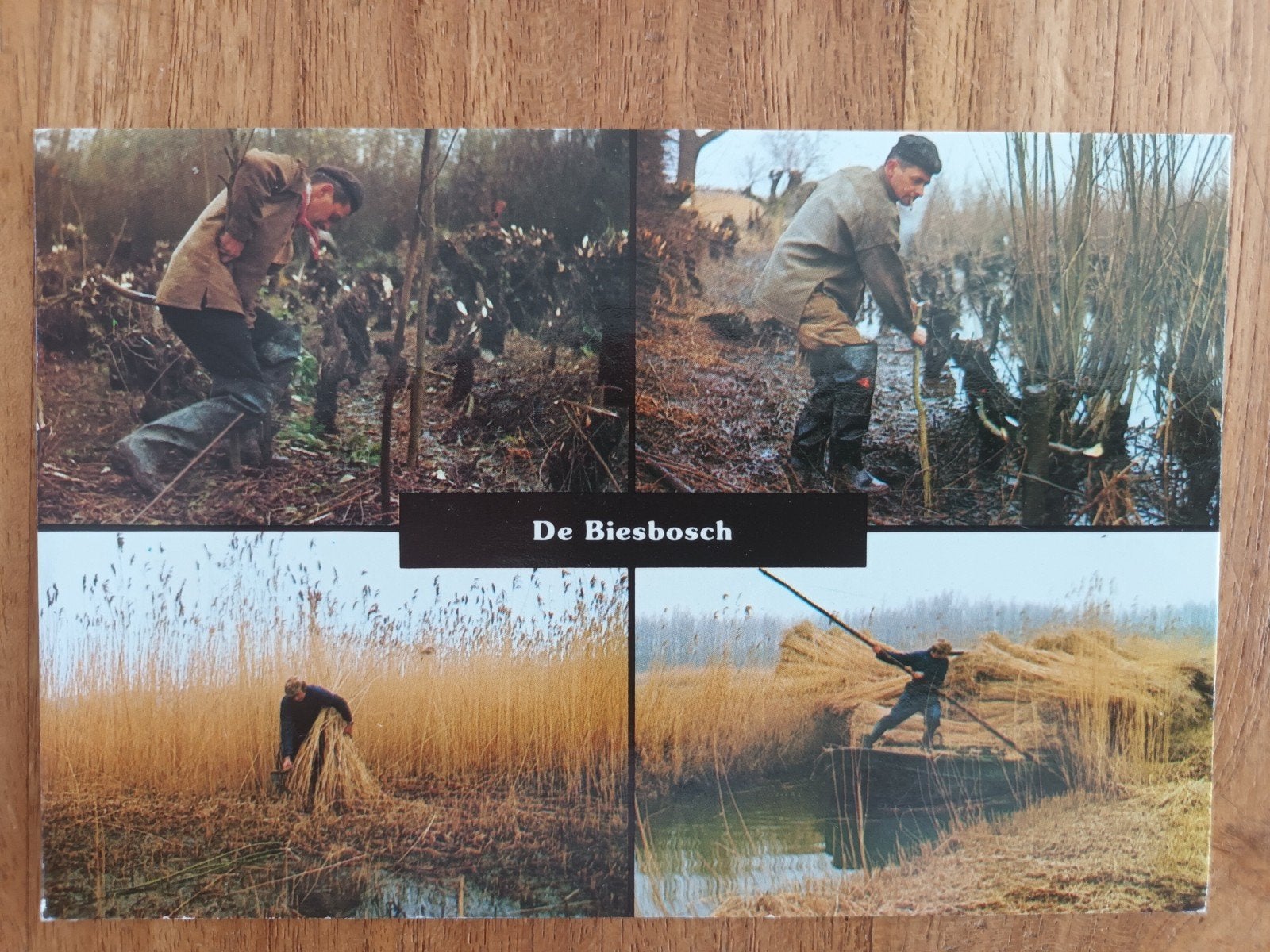 De Biesbosch, rietoogst, Ophalen of Verzenden, Gelopen