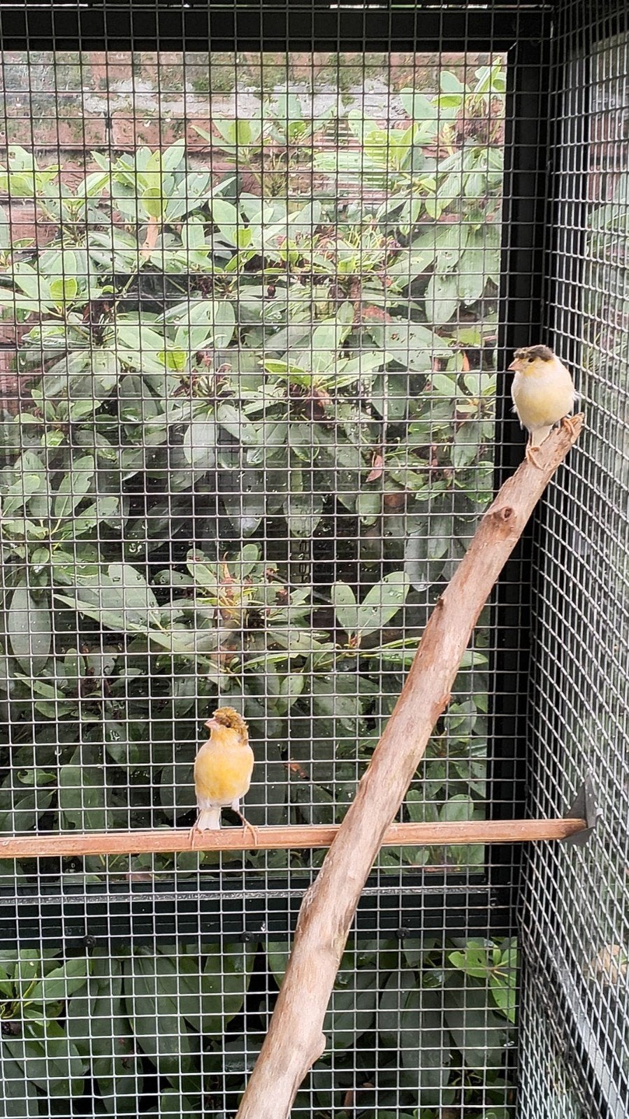 te koop kanaries, Dieren en Toebehoren, Meerdere dieren