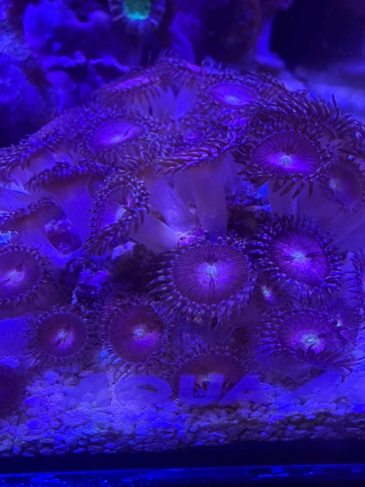 Alien explosion zoanthus, Overige typen, Zoutwatervis