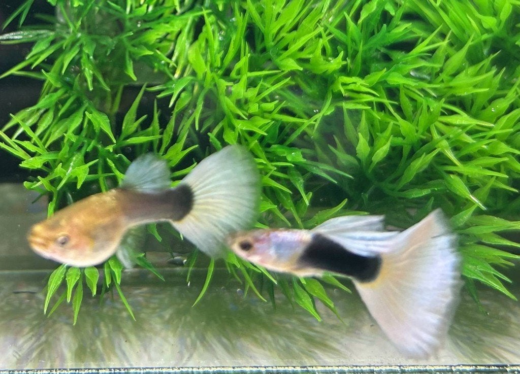 Raszuivere Grey Silverado Half Black White guppy, Dieren en Toebehoren, Vissen | Aquariumvissen, Zoetwatervis, Vis, Schoolvis