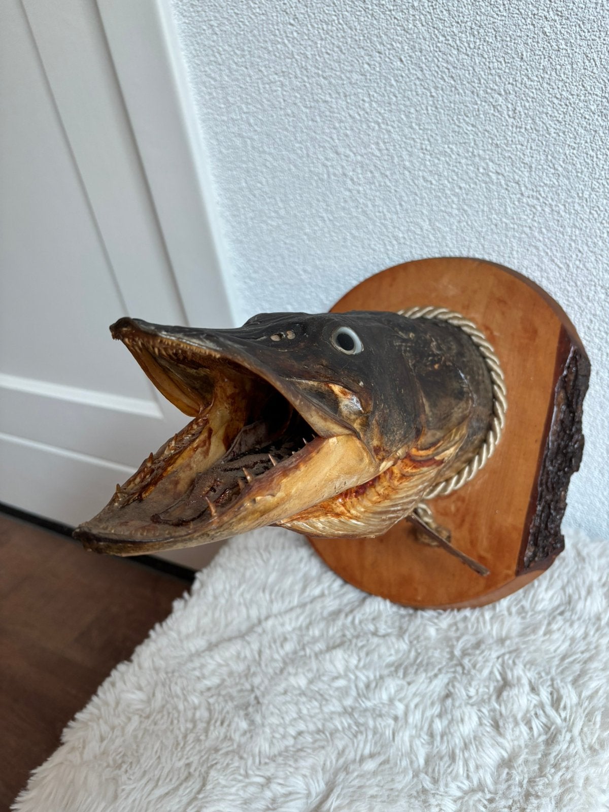 Opgezette kop snoek 30 cm taxidermie, Verzamelen, Dierenverzamelingen, Ophalen of Verzenden, Zo goed als nieuw, Wild dier, Opgezet dier