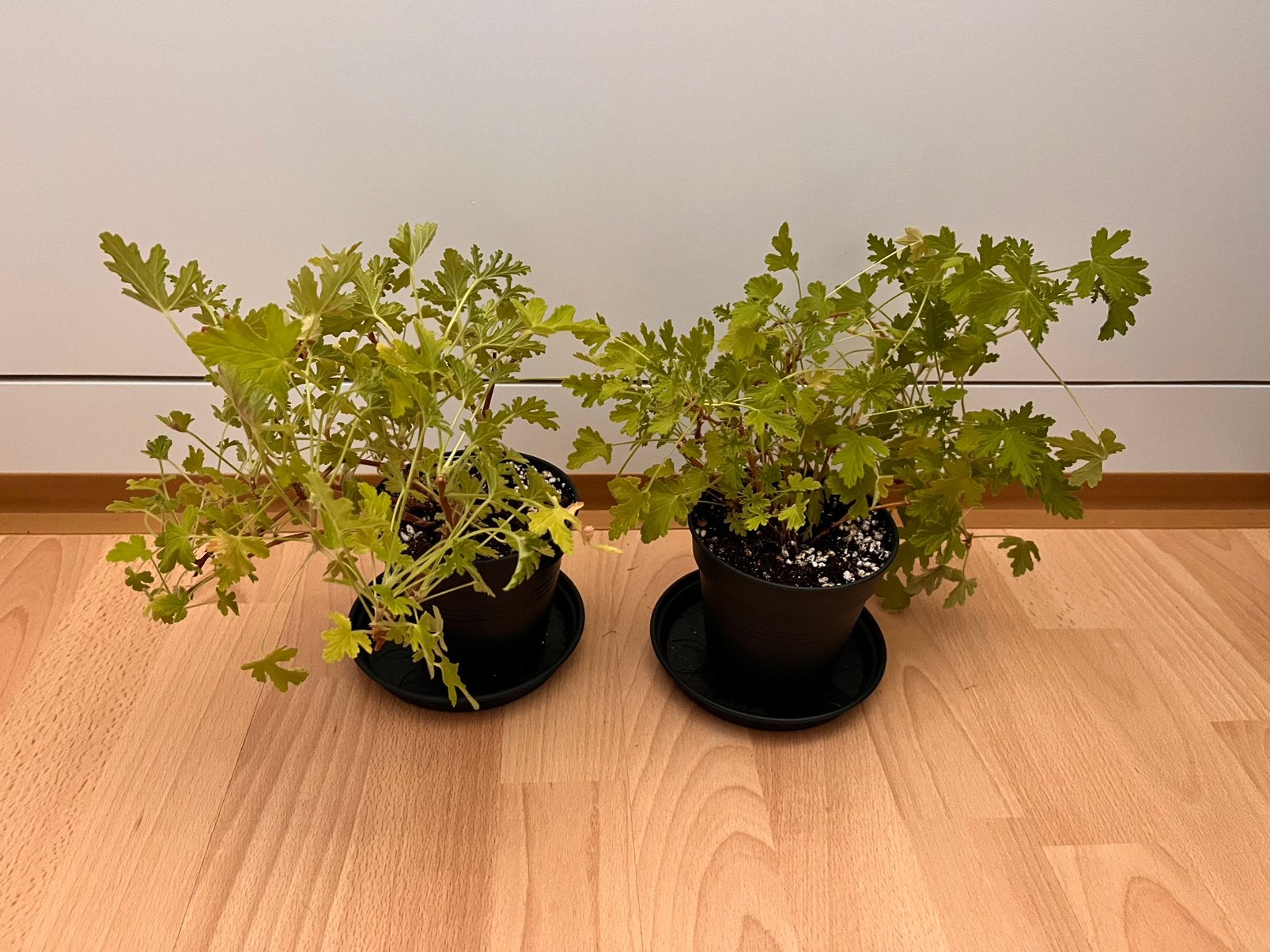 2x citroengeranium in Elho potje van 11 cm, Huis en Inrichting, Kamerplanten, Ophalen, Halfschaduw, Minder dan 100 cm