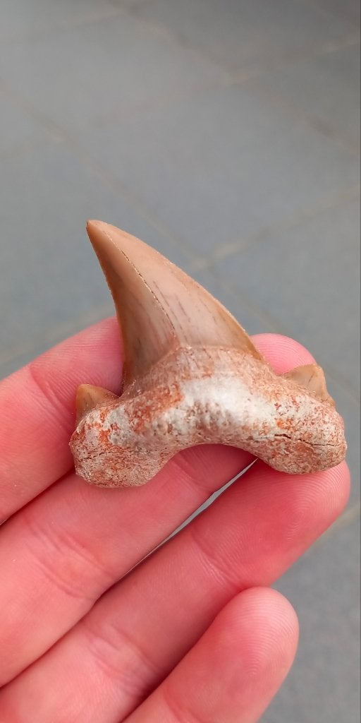 Otodus Obliquus haaientand fossiel uit Marokko, Verzamelen, Mineralen en Fossielen, Ophalen of Verzenden, Fossiel