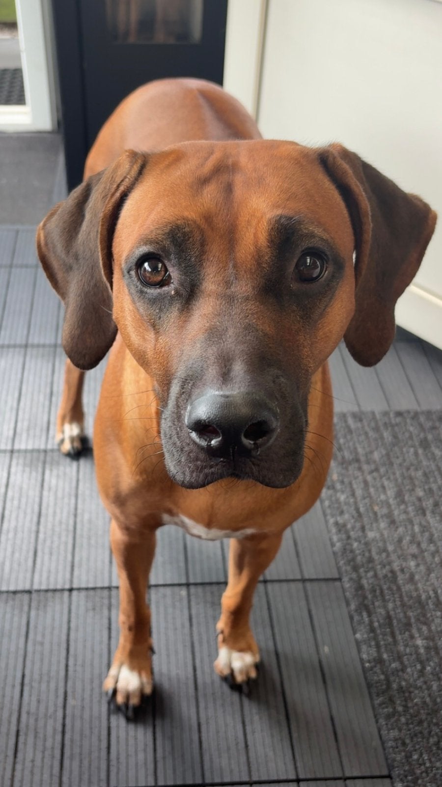 Rhodesian Ridgeback Nola zoekt nieuw huisje, Parvo, Overige rassen, 1 tot 2 jaar, Teef