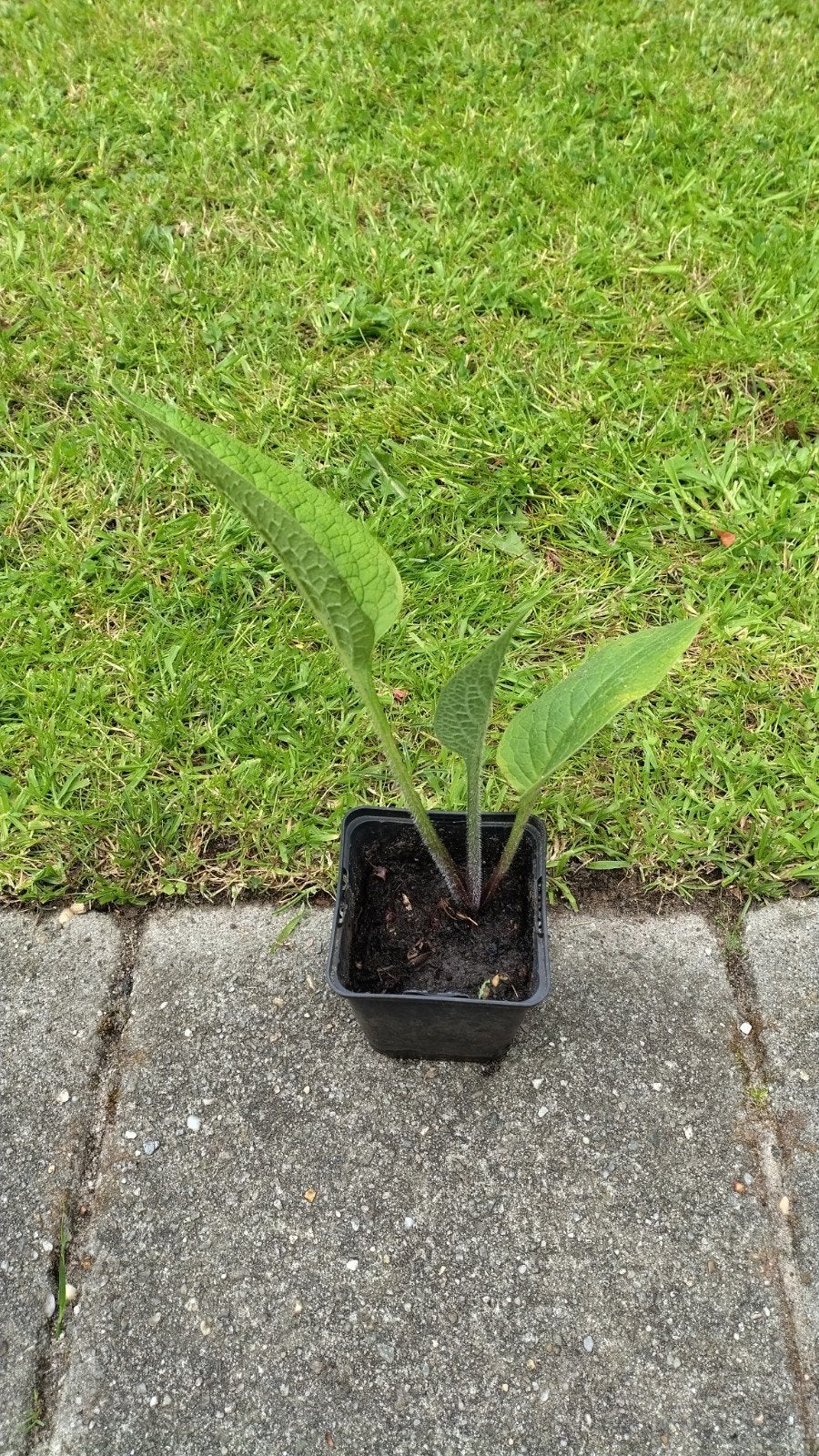 Smeerwortel, inheemse plant, bijenplant. Paarse bloemen., Volle zon, Vaste plant, Zomer, Ophalen