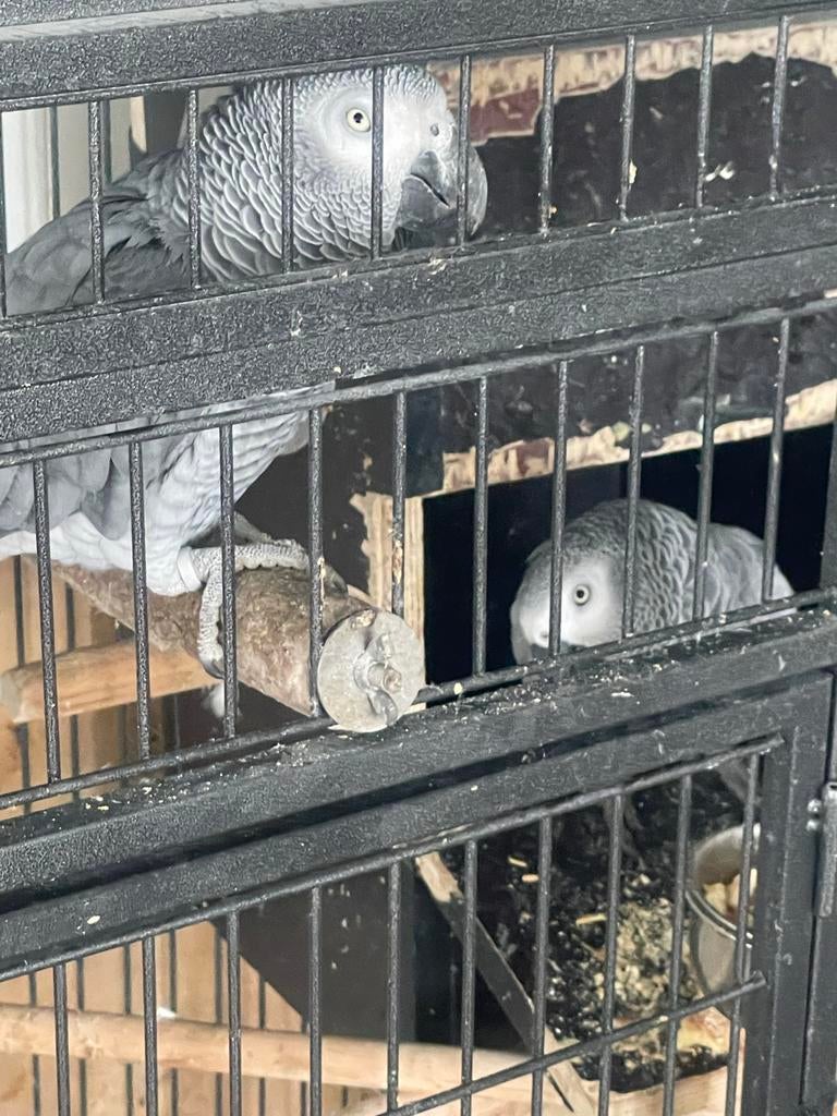 Te Koop Grijze roodstaart papegaai, Dieren en Toebehoren, Vogels | Parkieten en Papegaaien, Geslacht onbekend, Papegaai, Geringd