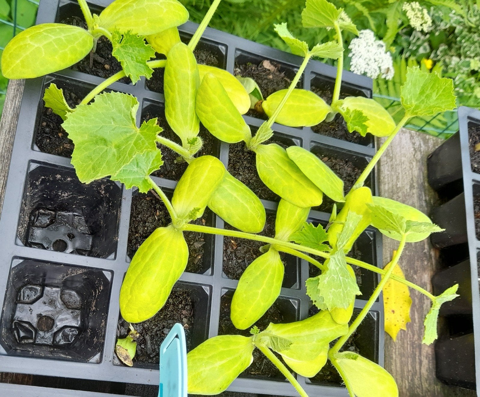 Courgette planten, Tuin en Terras, Ophalen, Minder dan 100 cm, Overige soorten, Zomer
