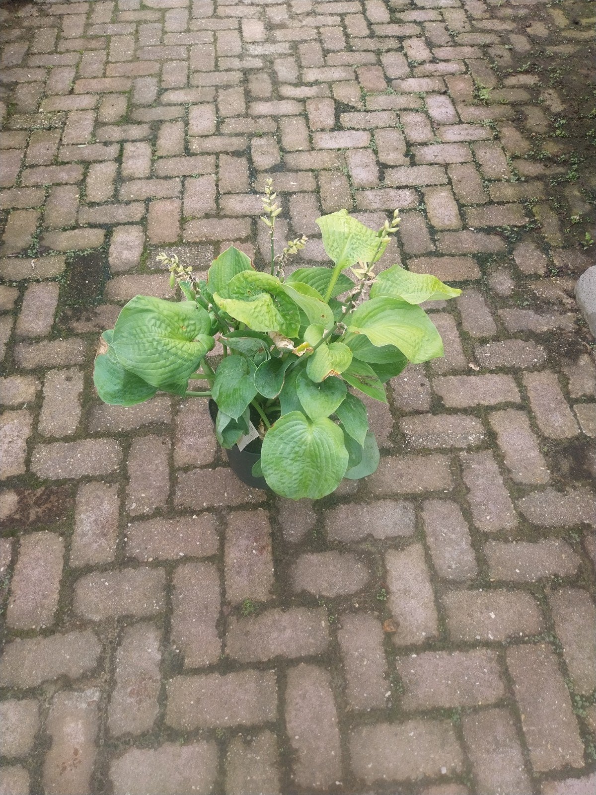 Dikke Hosta planten - Ideaal voor schaduwrijke plekken, Vaste plant, Halfschaduw, Zomer, Ophalen