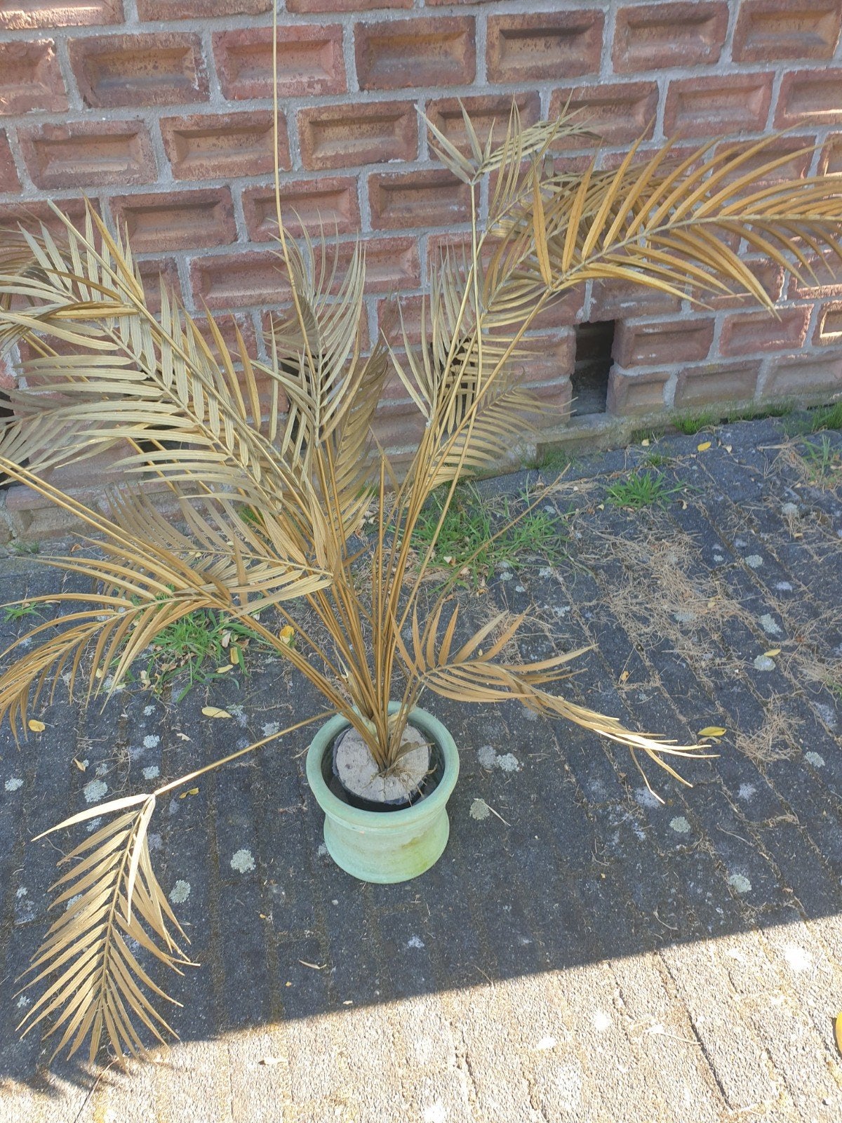 te koop gouden kunstplant, Ophalen, Overige soorten, Volle zon