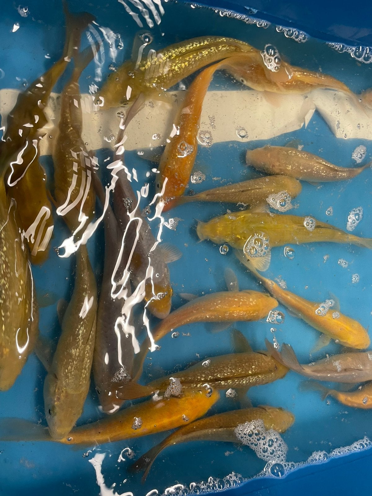 mooie chagoi karashigoi ochiba saragoi, Dieren en Toebehoren, Vissen | Vijvervissen, Karper of Koi