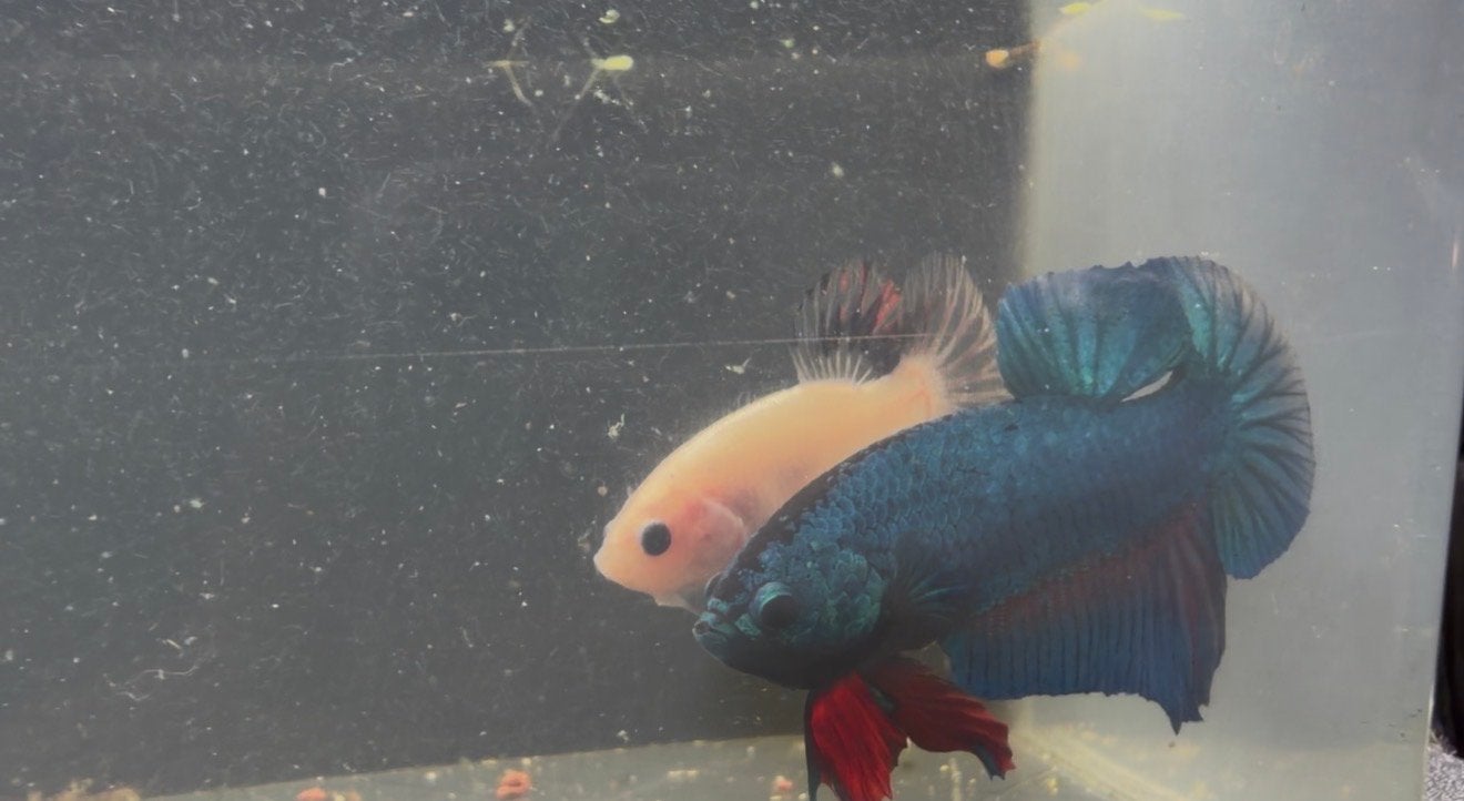 beautiful betta fish males, Dieren en Toebehoren, Vis