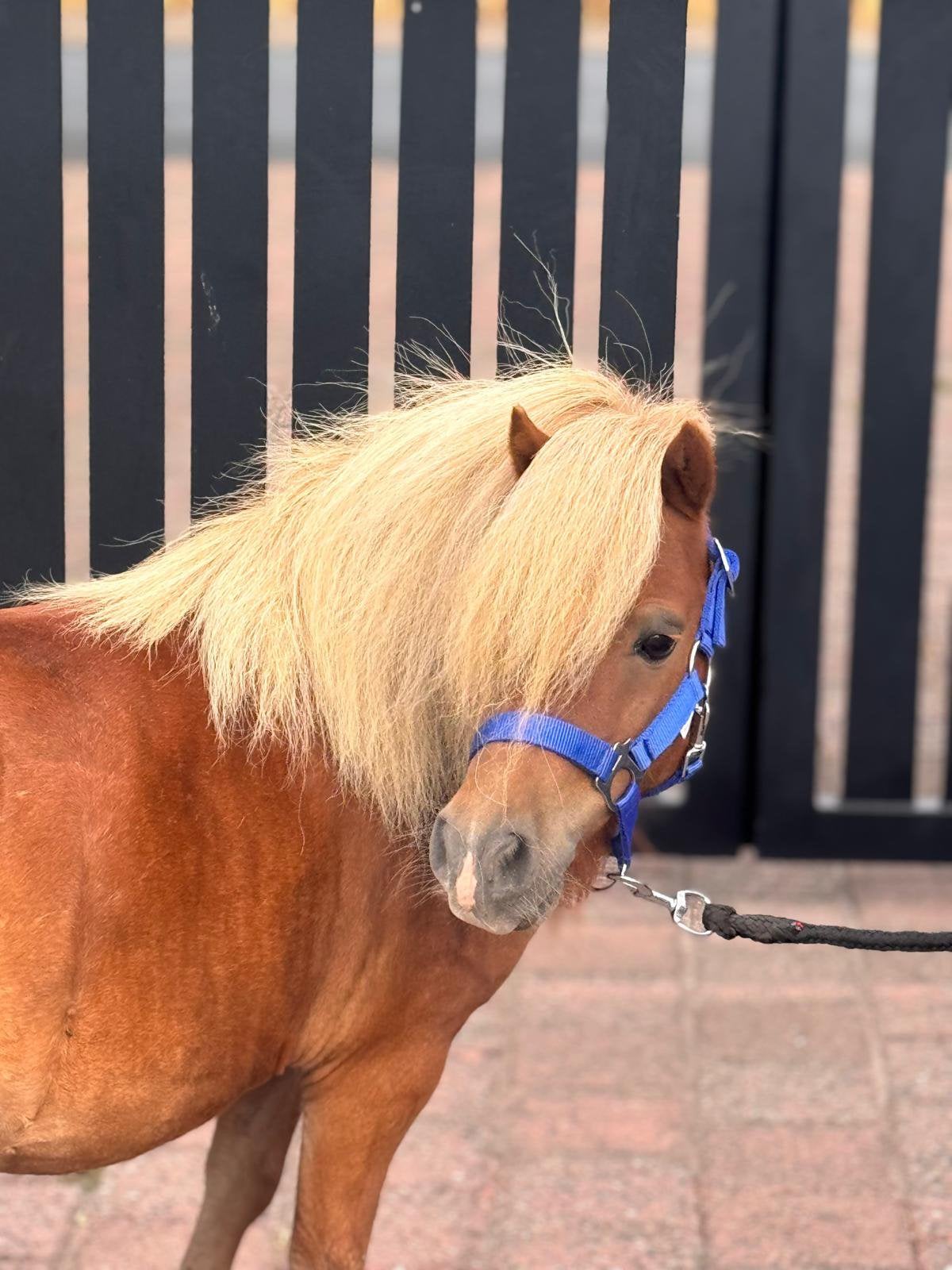 🐴🐴 SEP de shetlanderruin 🐴🐴, Dieren en Toebehoren, Pony's, Ruin, Zadelmak, A pony (tot 1.17m), Recreatiepony
