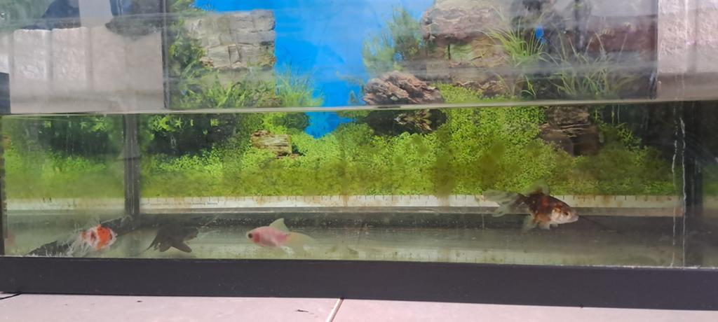 Vissen met aquarium, Dieren en Toebehoren, Ophalen, Gevuld zoetwateraquarium
