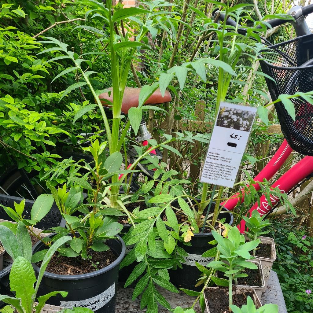 Grote Valeriaan planten, Ophalen, Eenjarig, Halfschaduw, Fruitplanten