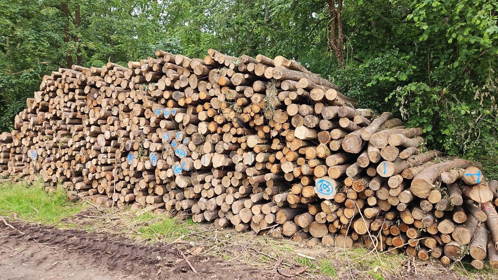 Brandhout stammen esdoorn, es, eik, beuk, kers, berk, Tuin en Terras, Haardhout, 6 m³ of meer, Verzenden, Stammen