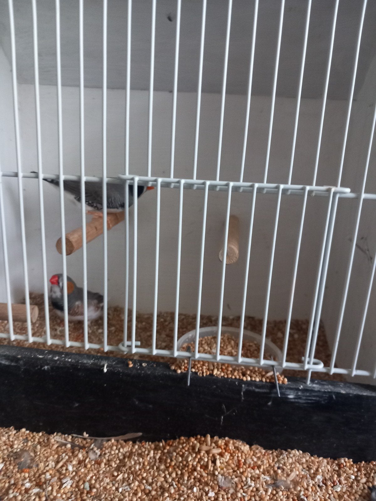 zebravinken, Meerdere dieren, Tropenvogel