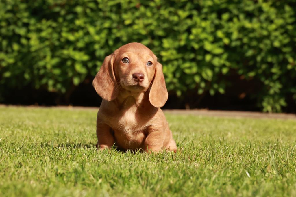 Prachtige dwerg teckel pups korthaar, Dieren en Toebehoren, Parvo, 8 tot 15 weken, Korthaar, Dwerg