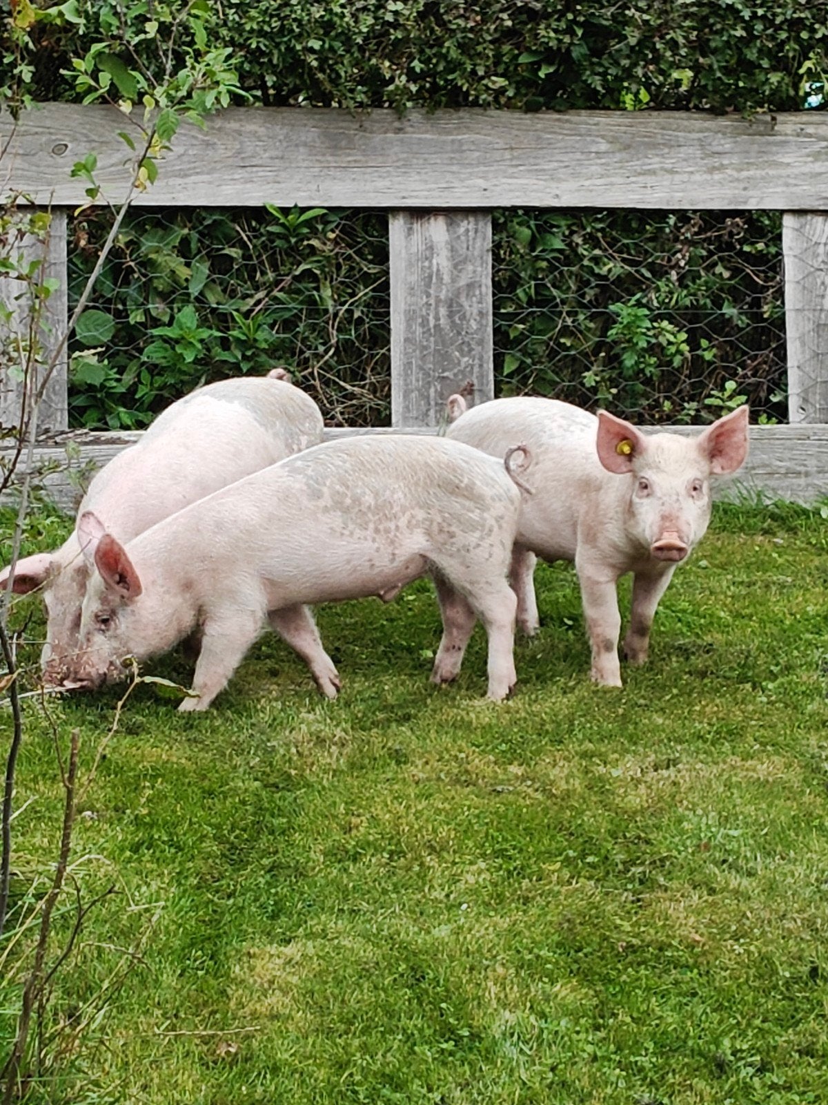 Mooie Husumer/Tempo biggen te koop, Mannelijk, Varken, 0 tot 2 jaar