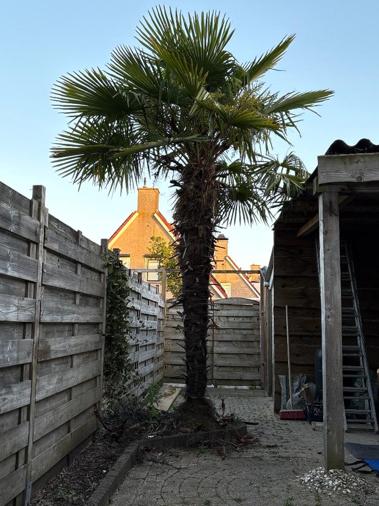 Palmboom, Volle zon, Ophalen of Verzenden, Zomer, Palmboom