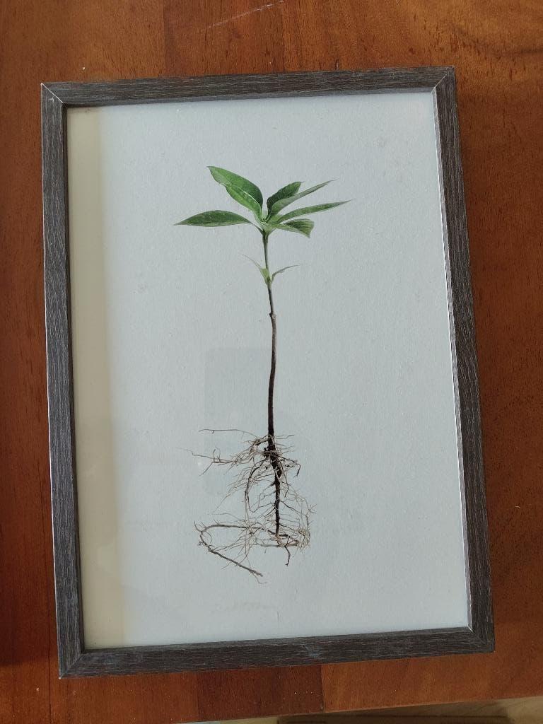 Poster van koffieplant, Ophalen, Met lijst, A4 of kleiner, Rechthoekig Liggend